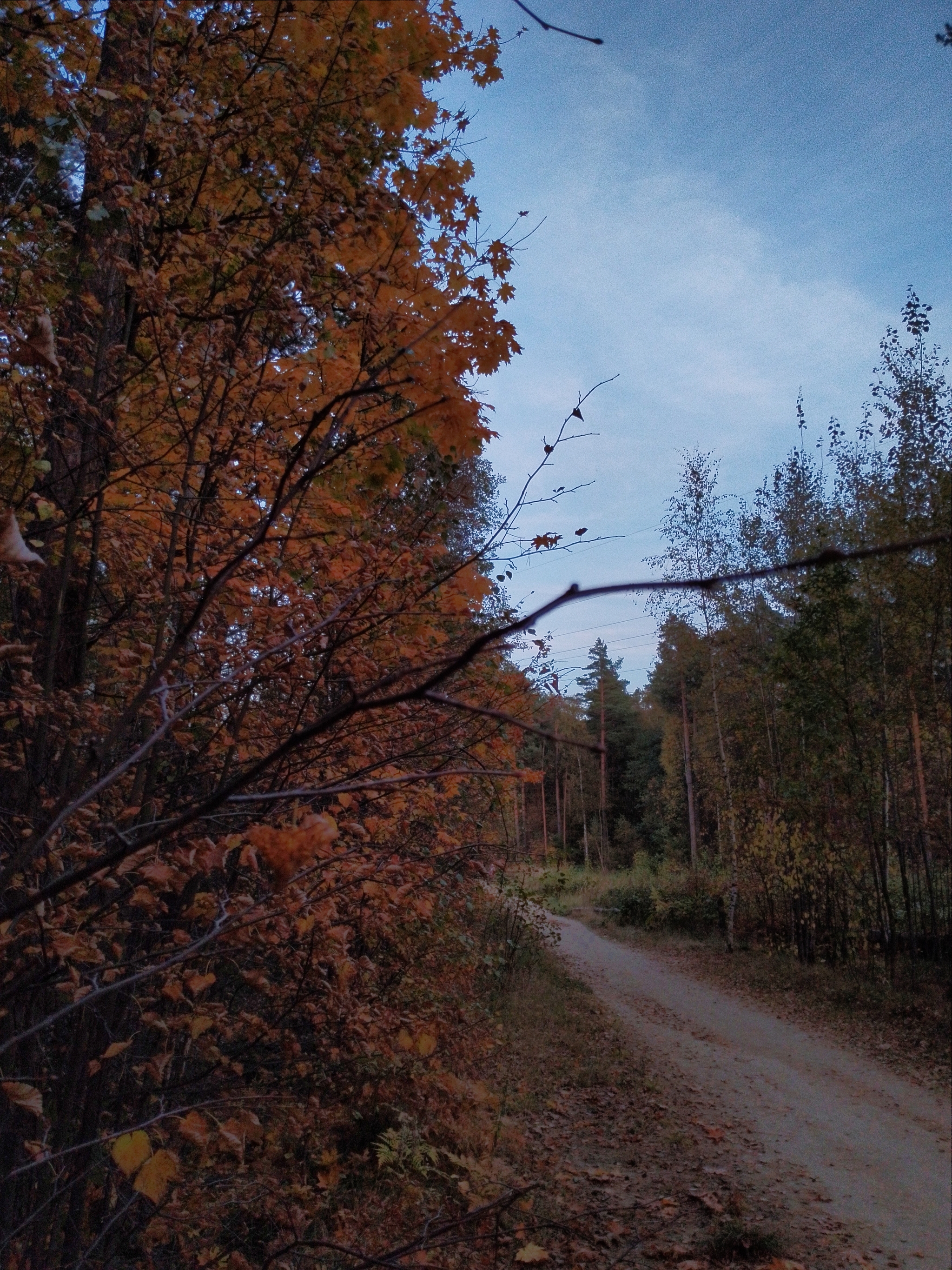 A little crimson and gold - My, Autumn, Moscow region, Forest, Mobile photography, HDR, Longpost