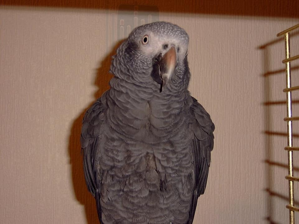 Help find the owner of the parrot - My, A parrot, Help me find, Longpost