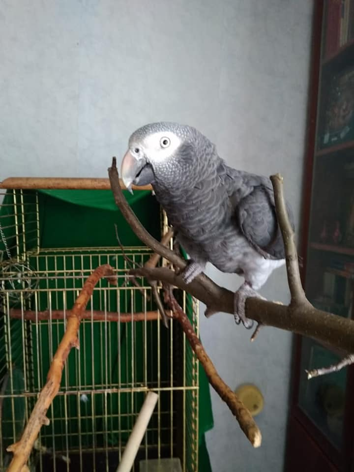 Help find the owner of the parrot - My, A parrot, Help me find, Longpost