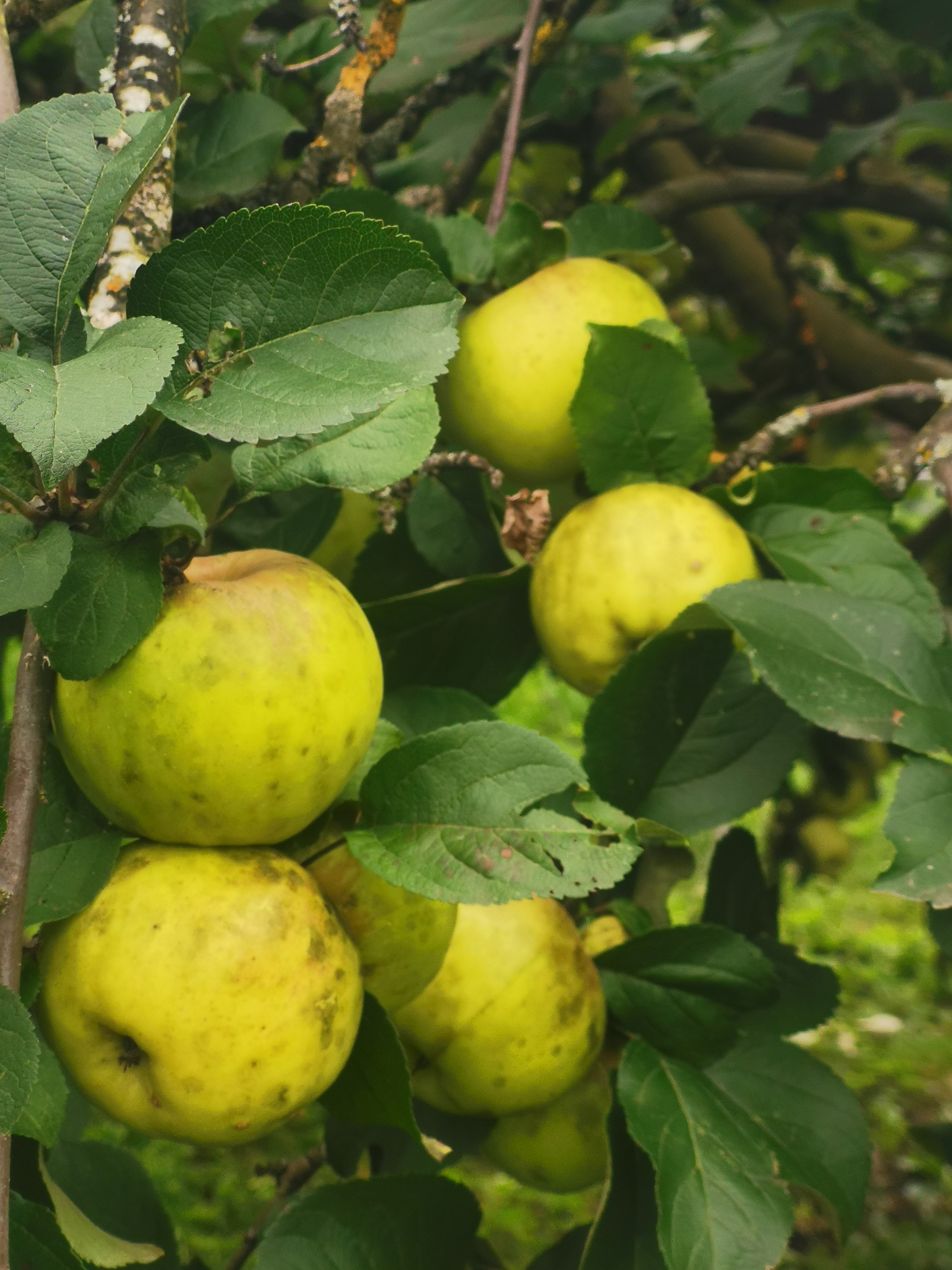 The last collection - My, Apples, Harvest, Longpost