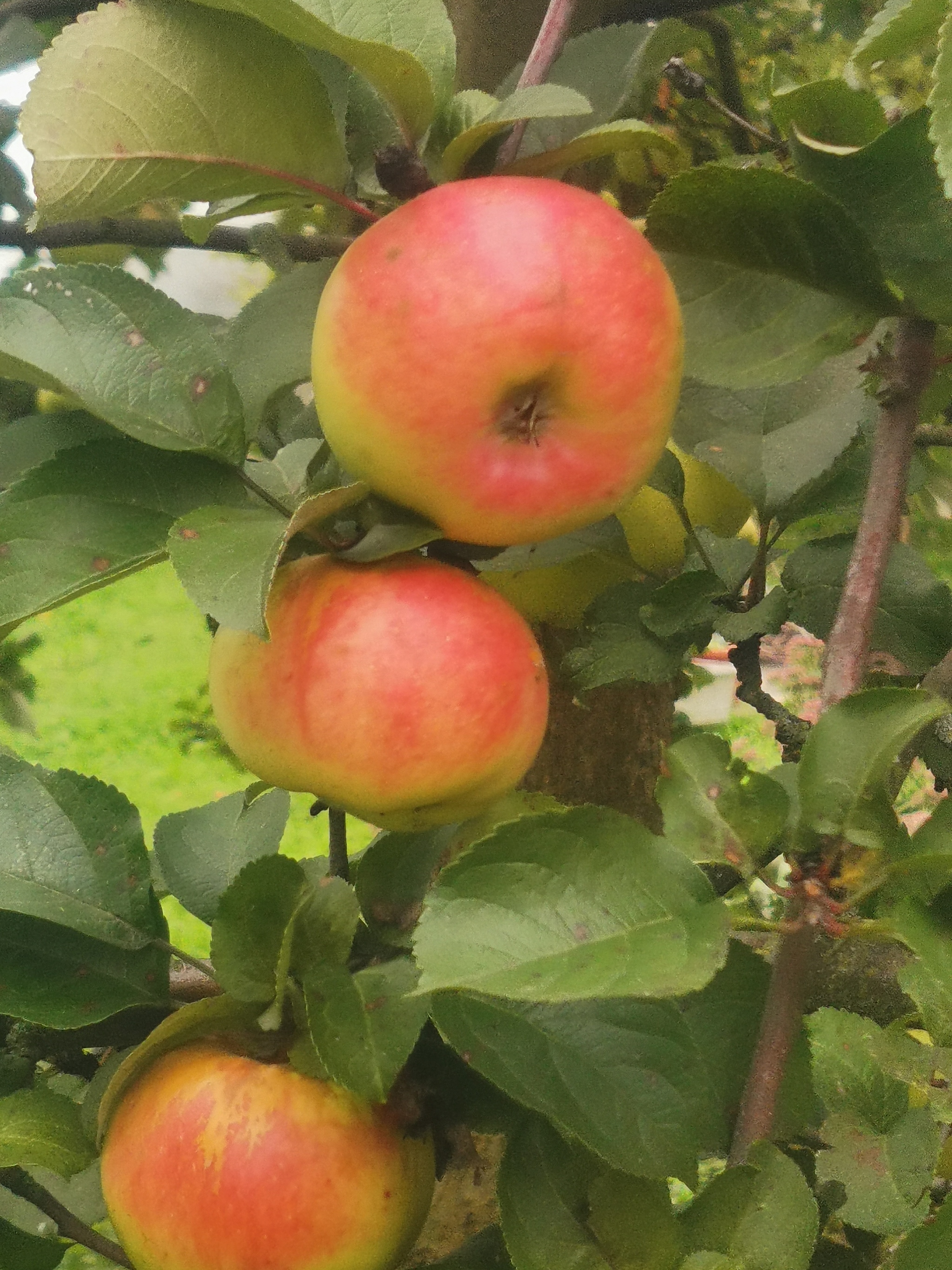 The last collection - My, Apples, Harvest, Longpost