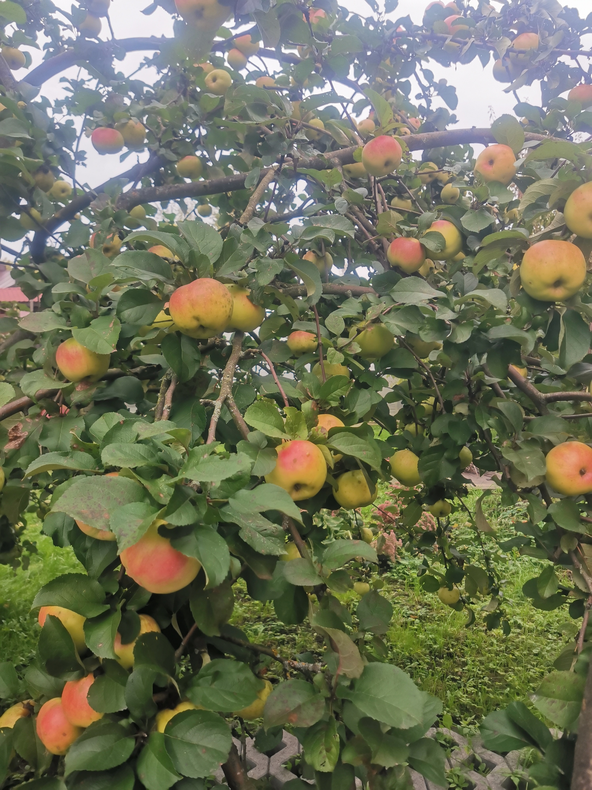 The last collection - My, Apples, Harvest, Longpost