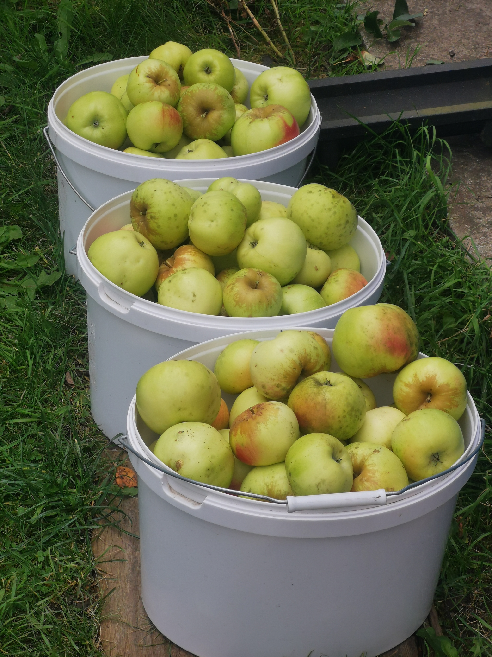 The last collection - My, Apples, Harvest, Longpost