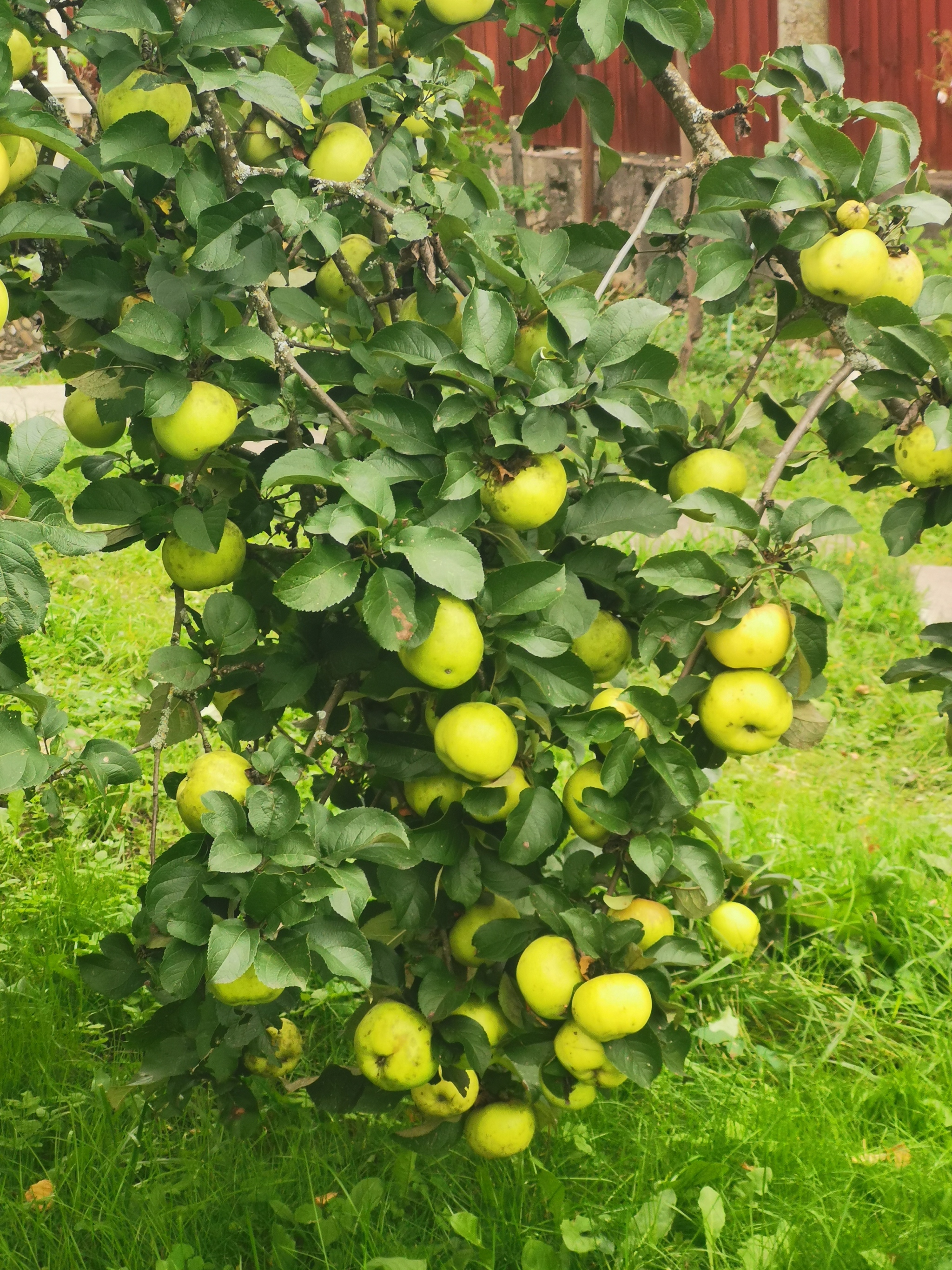 The last collection - My, Apples, Harvest, Longpost