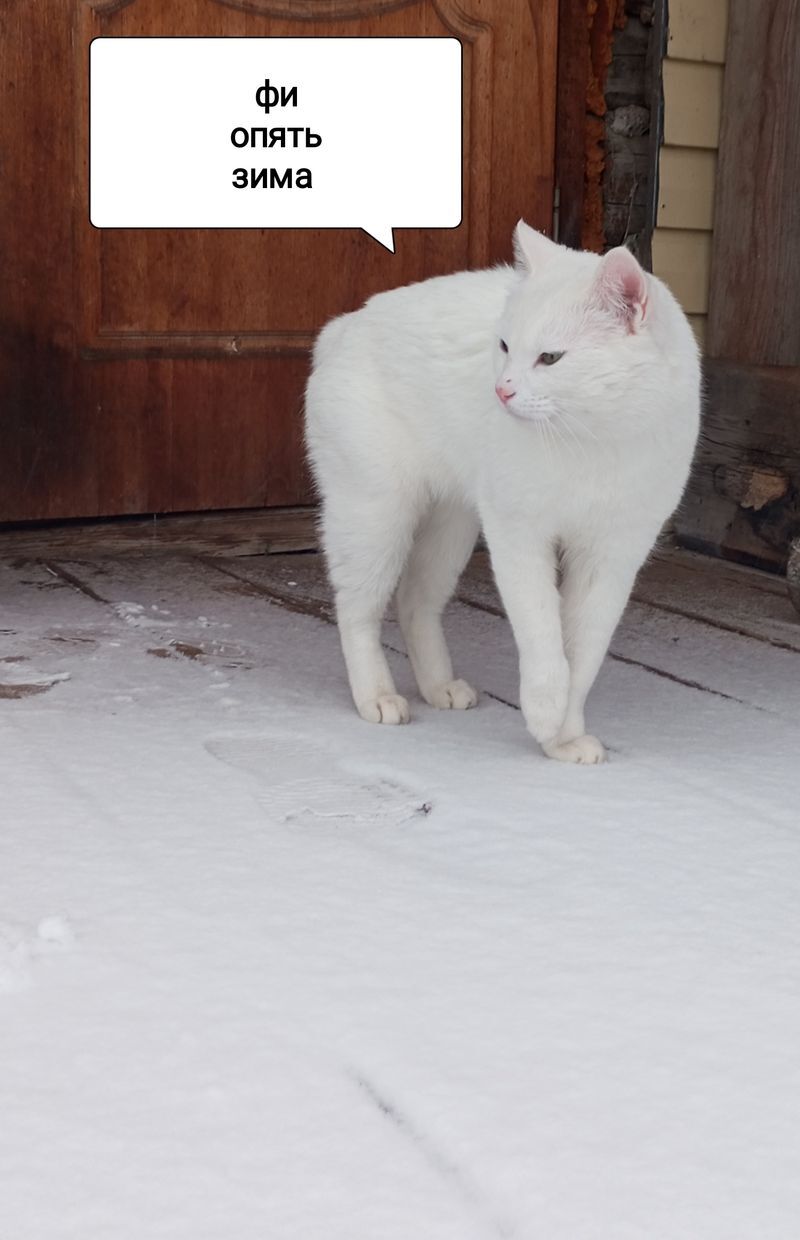 Life on TDS in the Taiga. Winter is here - My, Dog, cat, Weather station, Winter, Taiga, Fritillary, Sable, Footprints, Forest, Walk, Longpost