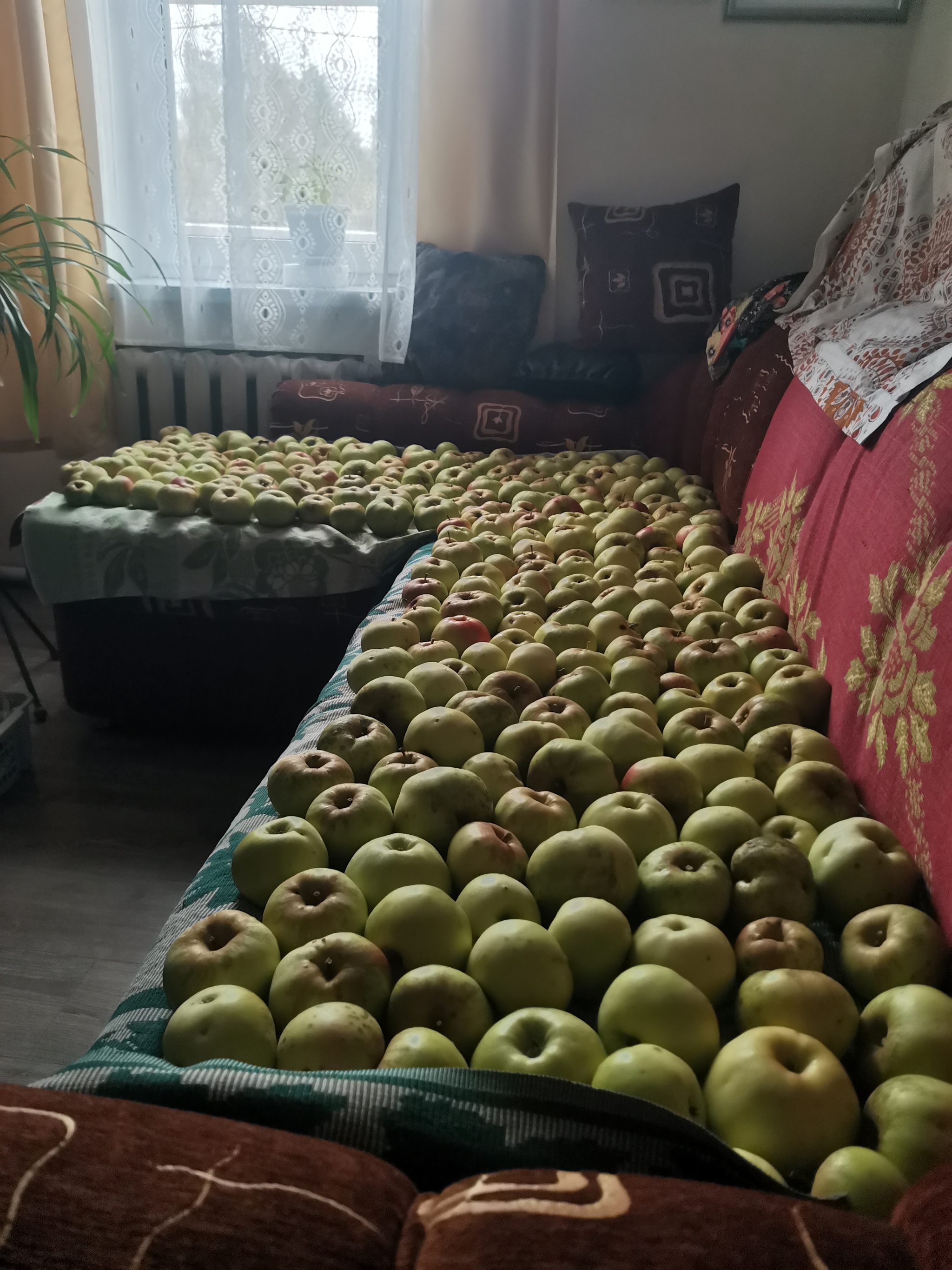 The last collection - My, Apples, Harvest, Longpost