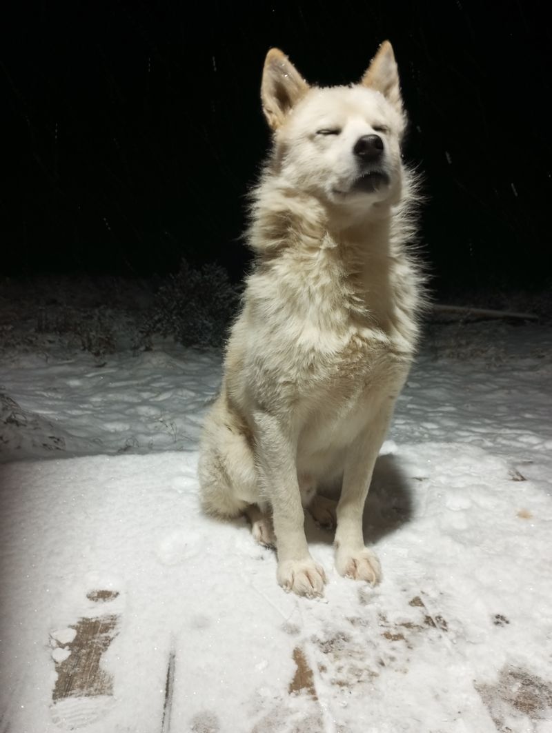 Life on TDS in the Taiga. Winter is here - My, Dog, cat, Weather station, Winter, Taiga, Fritillary, Sable, Footprints, Forest, Walk, Longpost