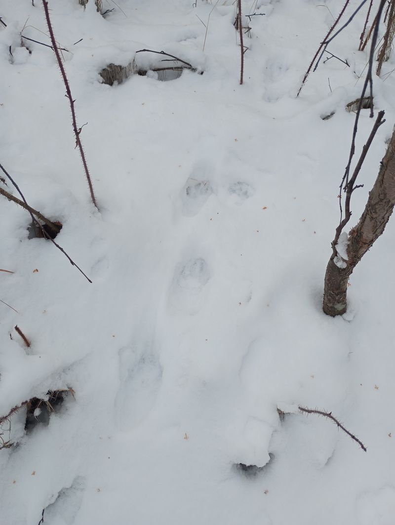 Life on TDS in the Taiga. Winter is here - My, Dog, cat, Weather station, Winter, Taiga, Fritillary, Sable, Footprints, Forest, Walk, Longpost