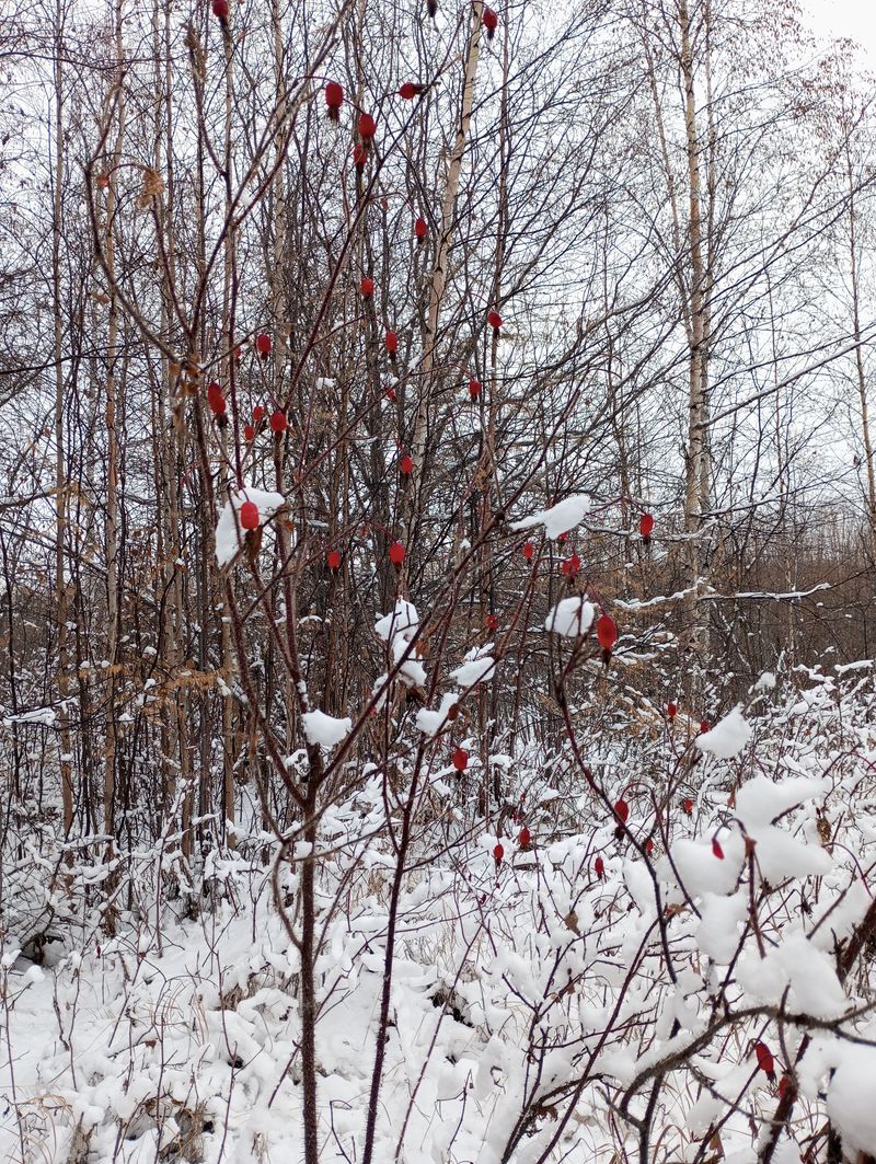 Life on TDS in the Taiga. Winter is here - My, Dog, cat, Weather station, Winter, Taiga, Fritillary, Sable, Footprints, Forest, Walk, Longpost