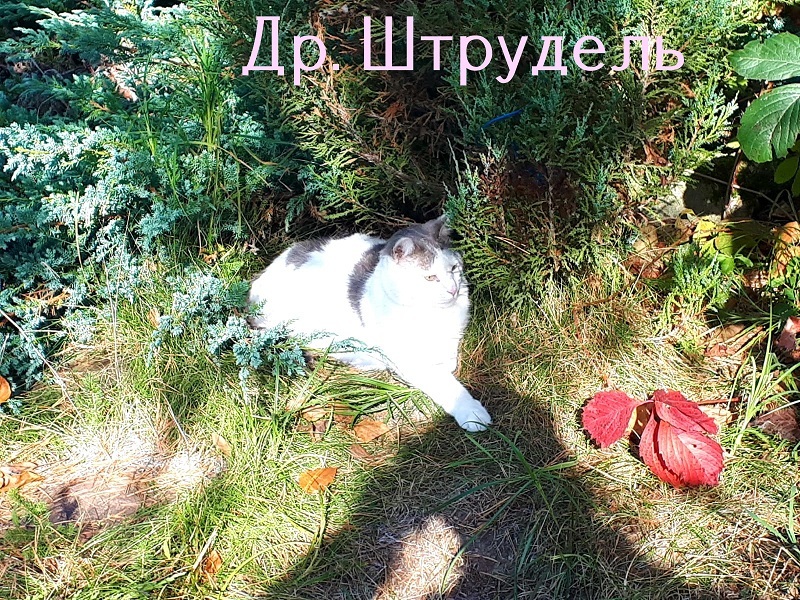 Life of the home shelter Kotoland 461 - My, cat, Help, In good hands, Shelter Cotoland, Lipetsk, Kindness, Cat lovers, Longpost