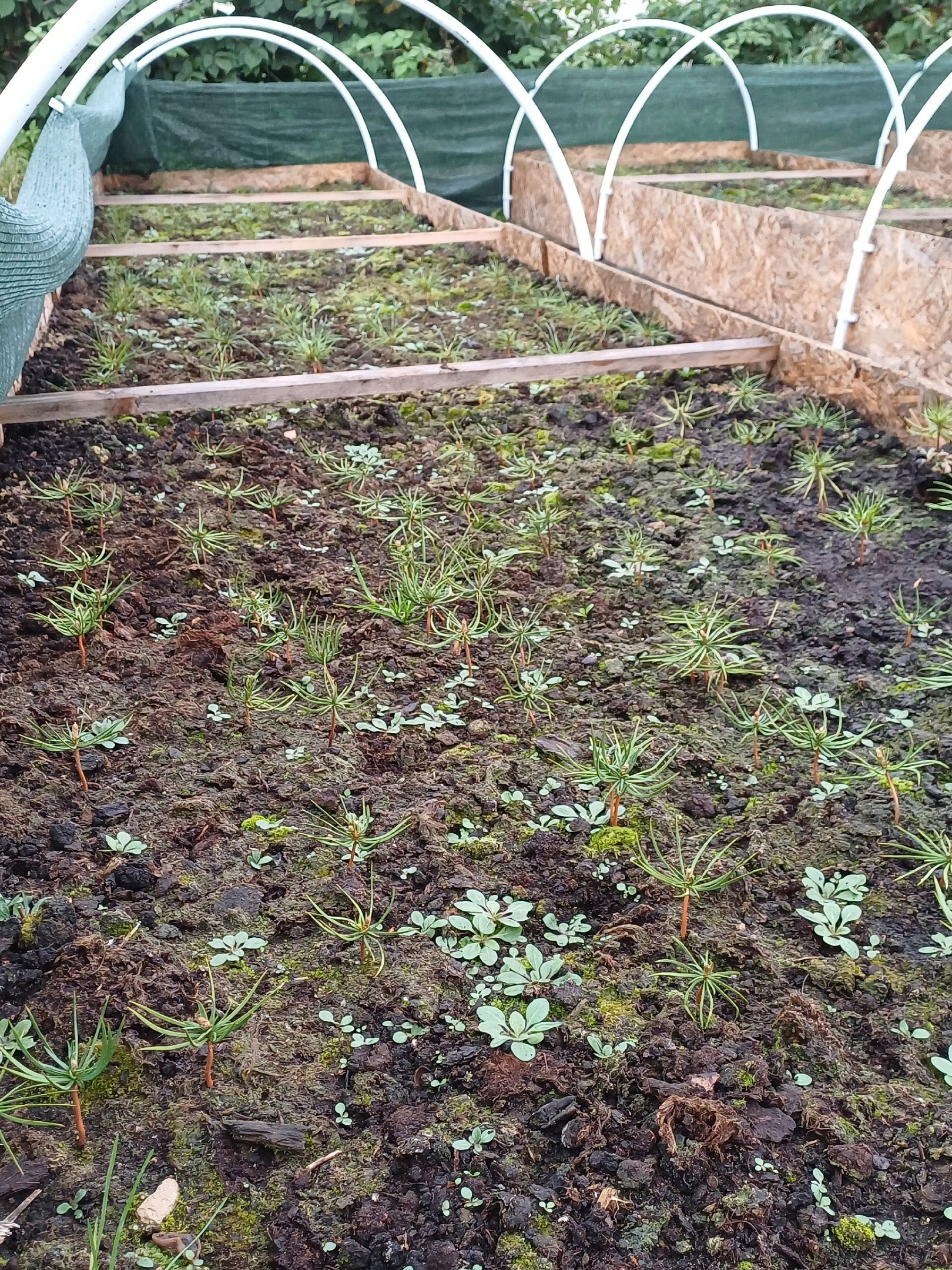 Conifer nursery. Part 3 - My, Saplings, Pine, Cedar, Christmas trees, Nursery, Longpost