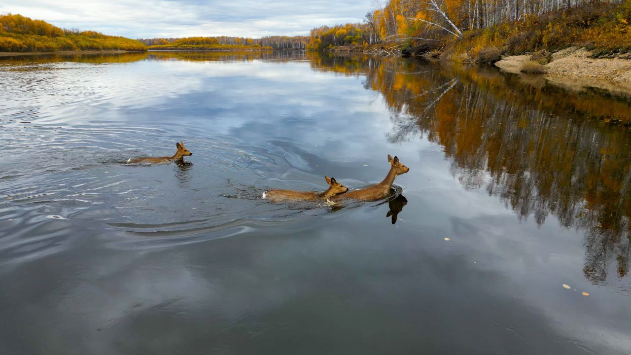 Migration of roe deer - Roe, Amur region, Norsky Reserve, Wild animals, River, Nora, Artiodactyls, The photo, wildlife, Ungulates, Telegram (link)