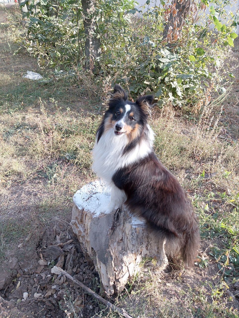 Brag post - My, beauty, Elegance, Stump, Dog, Dog lovers, Friend, The photo