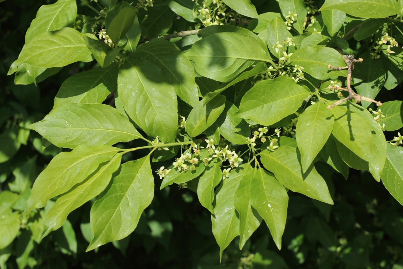 Euonymus - My, Plants, Bloom, Botany, Entertaining botany, Longpost