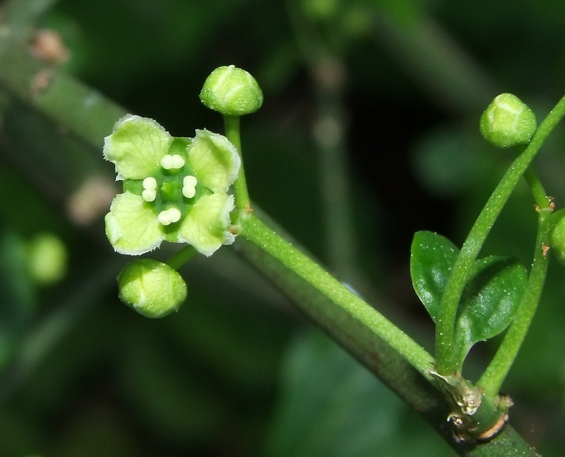 Euonymus - My, Plants, Bloom, Botany, Entertaining botany, Longpost