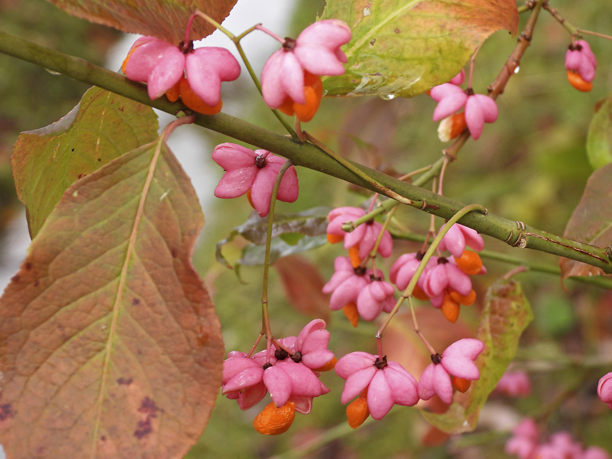 Euonymus - My, Plants, Bloom, Botany, Entertaining botany, Longpost