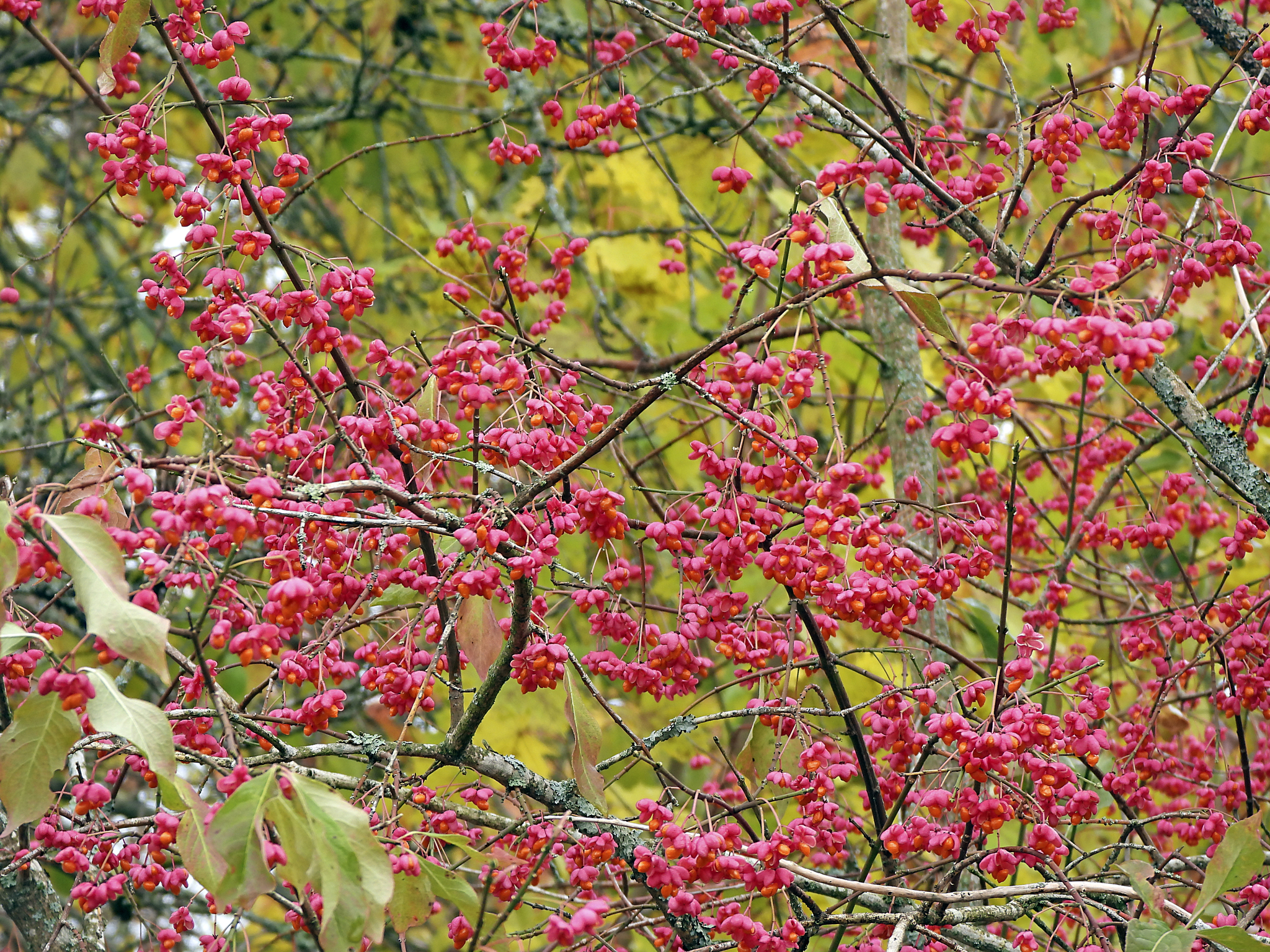 Euonymus - My, Plants, Bloom, Botany, Entertaining botany, Longpost