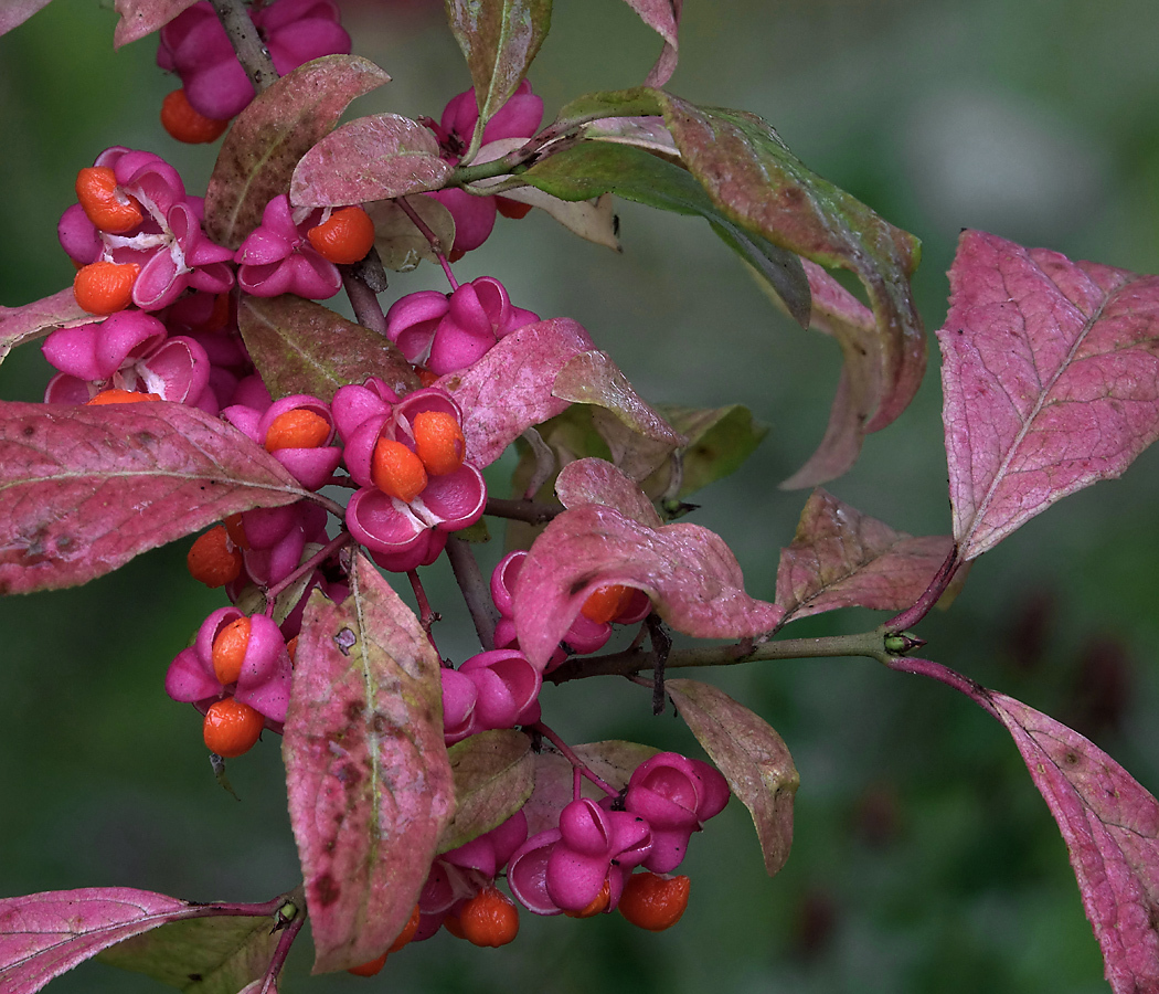 Euonymus - My, Plants, Bloom, Botany, Entertaining botany, Longpost