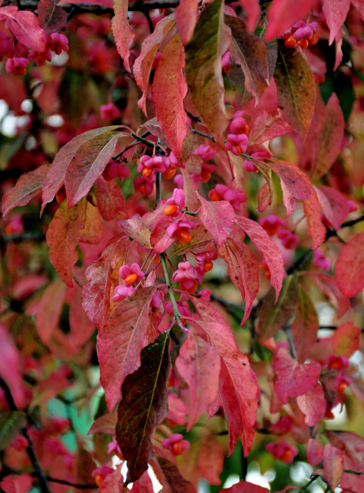 Euonymus - My, Plants, Bloom, Botany, Entertaining botany, Longpost