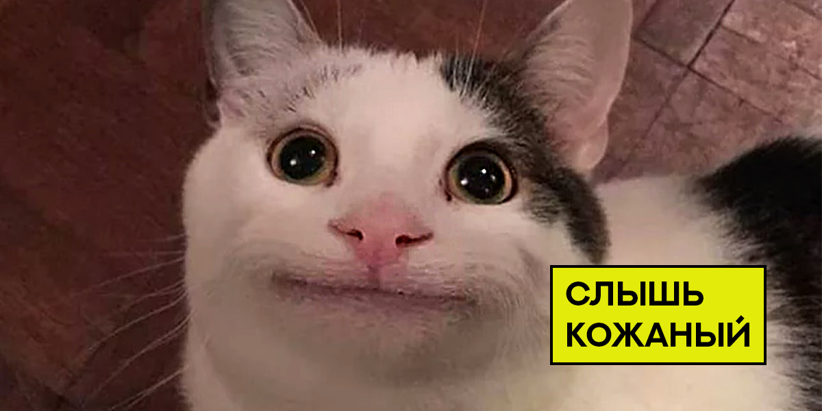 How I earned 98,349 rubles on investments in CATS. Quadcopters are in shock, everyone is in shock and I am in shock. Victor Koch's method - My, Cryptocurrency, Investments, cat, Victor Koch, Hamster Kombat, Telegram, Longpost