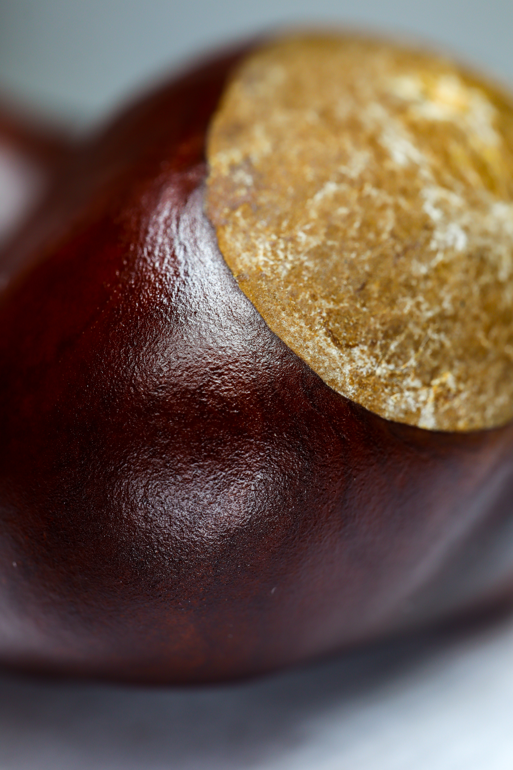 Photo project Let's take a closer look post #105. Chestnut seed - My, Macro photography, Microfilming, Nature, Plants, The photo, Chestnut, Tree, Longpost