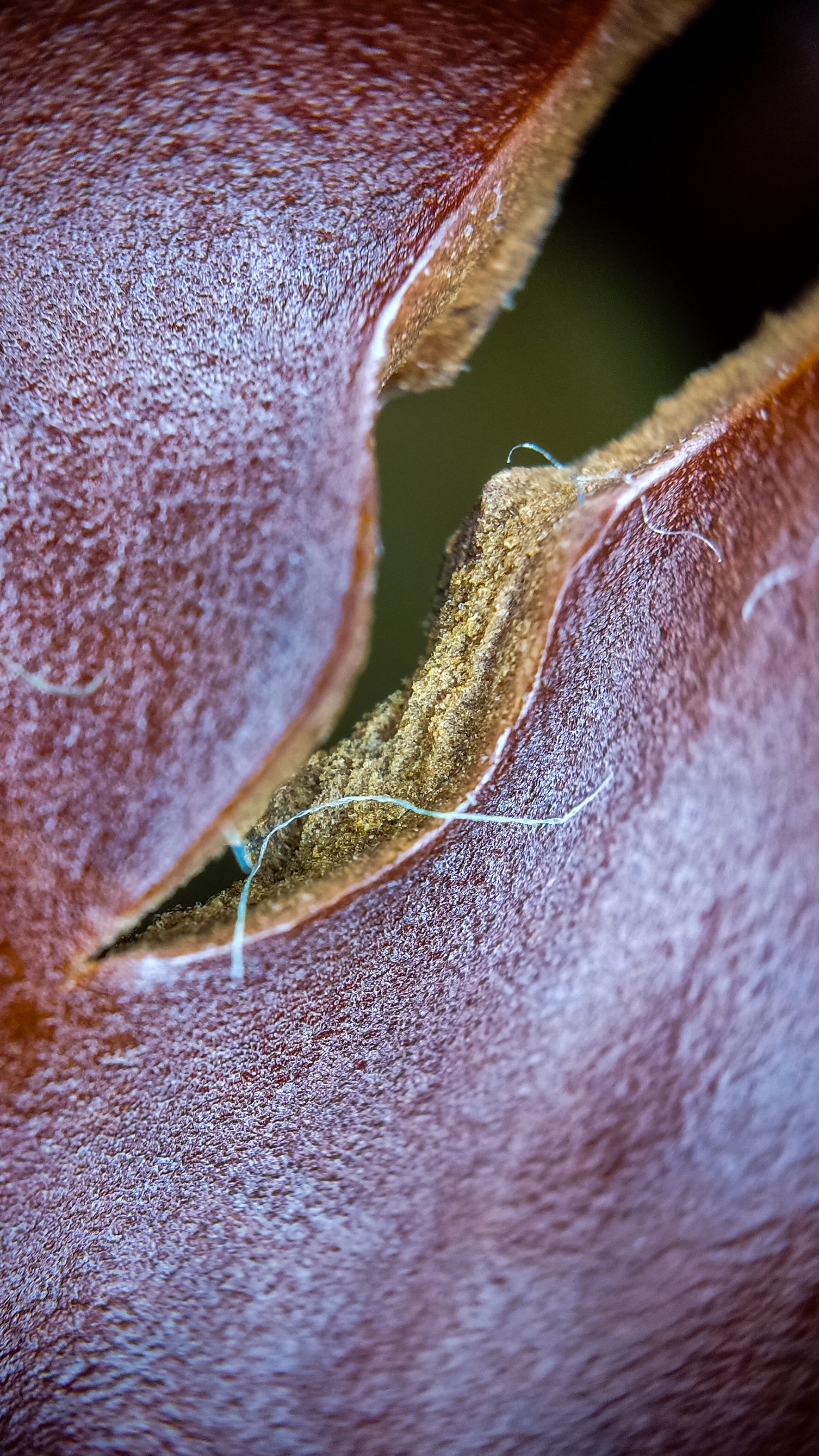 Photo project Let's take a closer look post #105. Chestnut seed - My, Macro photography, Microfilming, Nature, Plants, The photo, Chestnut, Tree, Longpost