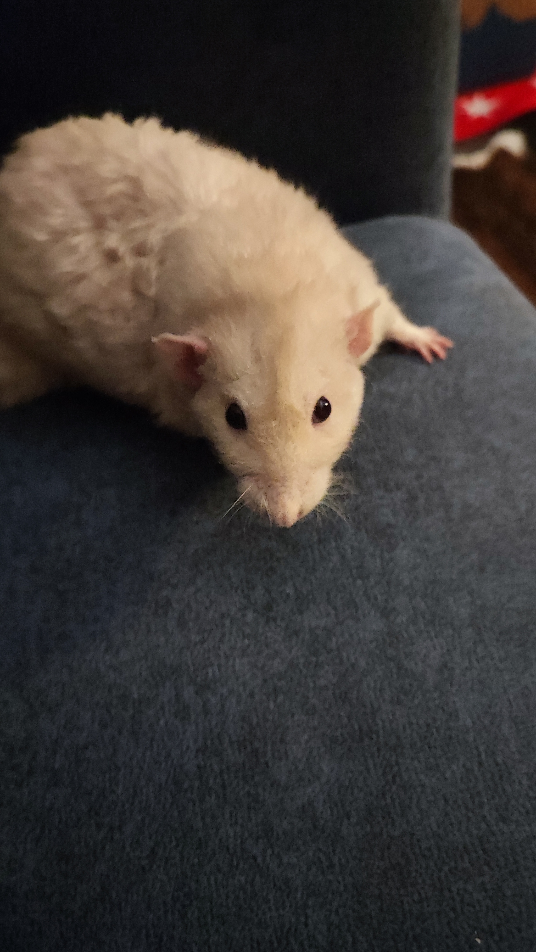 Rat Notes - My, Decorative rats, Rat, Pets, Longpost