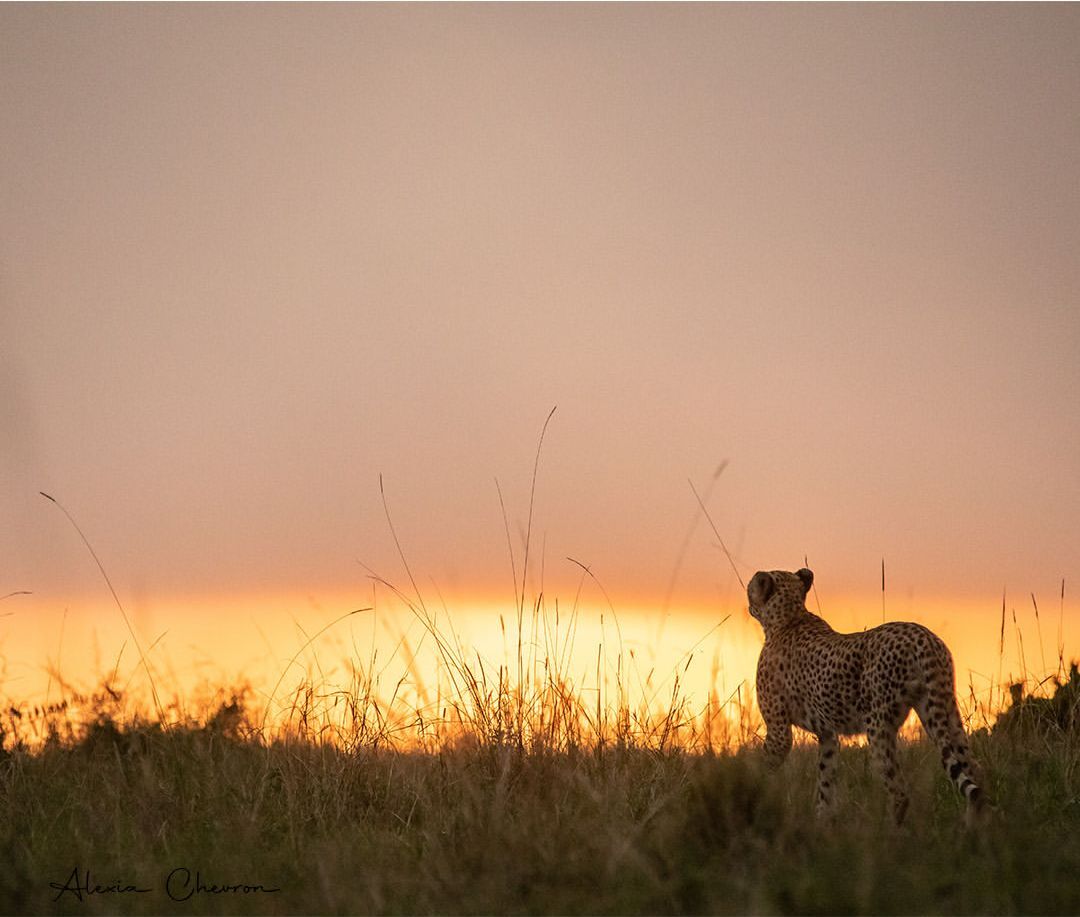 Cheetah admires the sunset - Cheetah, Small cats, Cat family, Predatory animals, Wild animals, wildlife, Reserves and sanctuaries, Masai Mara, Africa, The photo, Sunset