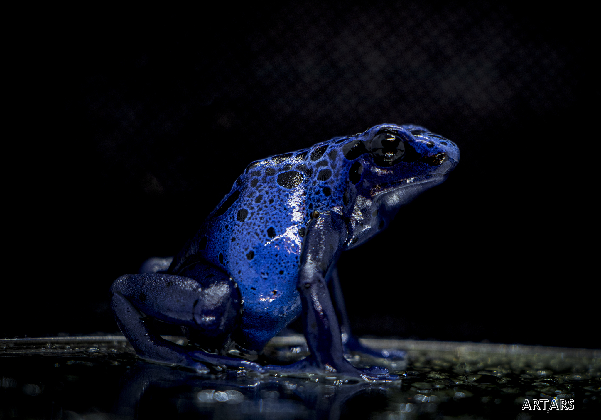 Dendrobates tinctorius Azureus | Blue dart frog - My, The photo, Planet Earth, Terrariumistics, Animals, Informative, Frogs, Rare view, Longpost