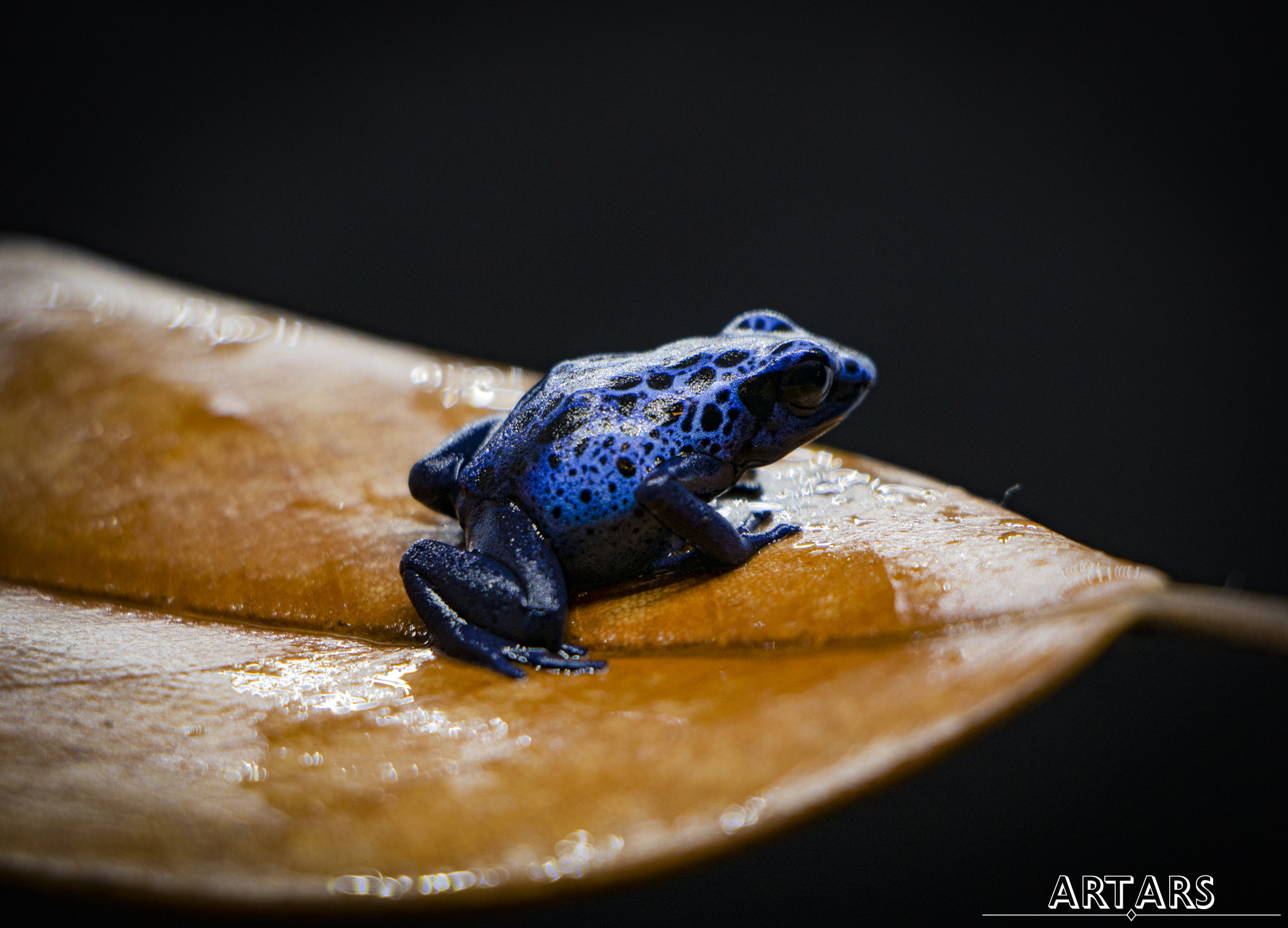 Dendrobates tinctorius Azureus | Голубой древолаз - Моё, Фотография, Планета Земля, Террариумистика, Животные, Познавательно, Лягушки, Редкий вид, Длиннопост