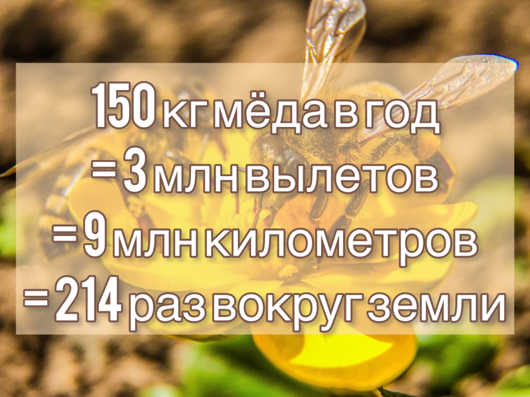 Продолжение поста «Сколько мёда съедает одна пчелиная семья в год?» - Моё, Сельское хозяйство, Пчелы, Насекомые, Мёд, Ответ на пост