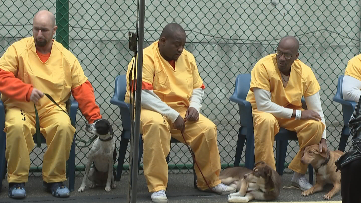 How Prison Inmates Change Their Lives By Training Service Dogs - Dog, American prison, Society, Prisoners, Service dogs, Video, Youtube, Longpost