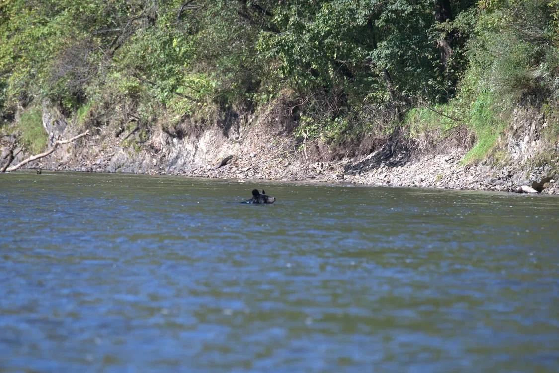 Meeting in the taiga - Himalayan bear, The Bears, wildlife, Wild animals, Udege Legend National Park, Primorsky Krai, Krasnoarmeysky District, Swimming, River, Autumn, The photo, Telegram (link), Longpost