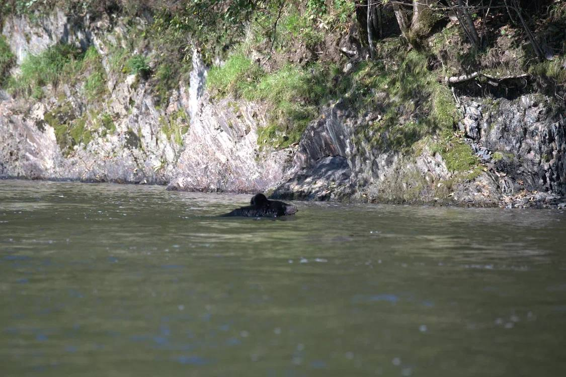 Meeting in the taiga - Himalayan bear, The Bears, wildlife, Wild animals, Udege Legend National Park, Primorsky Krai, Krasnoarmeysky District, Swimming, River, Autumn, The photo, Telegram (link), Longpost