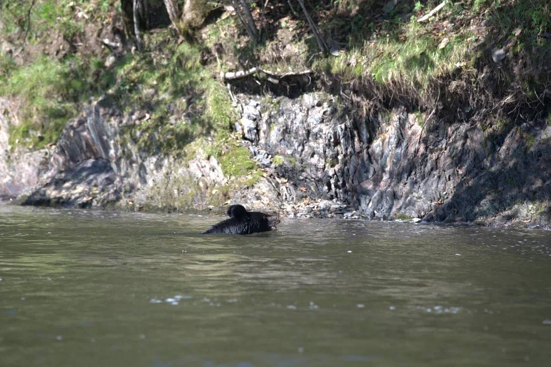 Meeting in the taiga - Himalayan bear, The Bears, wildlife, Wild animals, Udege Legend National Park, Primorsky Krai, Krasnoarmeysky District, Swimming, River, Autumn, The photo, Telegram (link), Longpost