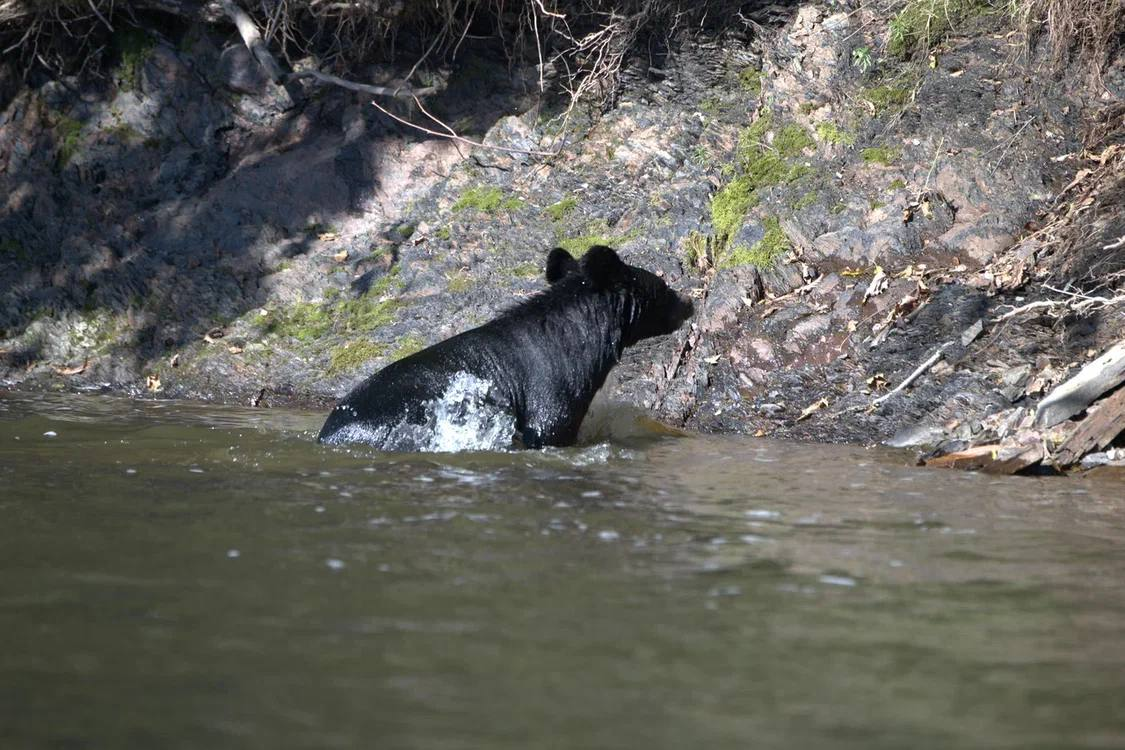 Meeting in the taiga - Himalayan bear, The Bears, wildlife, Wild animals, Udege Legend National Park, Primorsky Krai, Krasnoarmeysky District, Swimming, River, Autumn, The photo, Telegram (link), Longpost