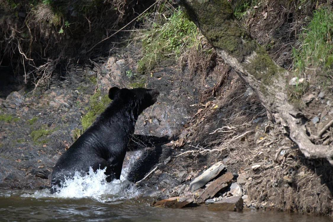 Meeting in the taiga - Himalayan bear, The Bears, wildlife, Wild animals, Udege Legend National Park, Primorsky Krai, Krasnoarmeysky District, Swimming, River, Autumn, The photo, Telegram (link), Longpost