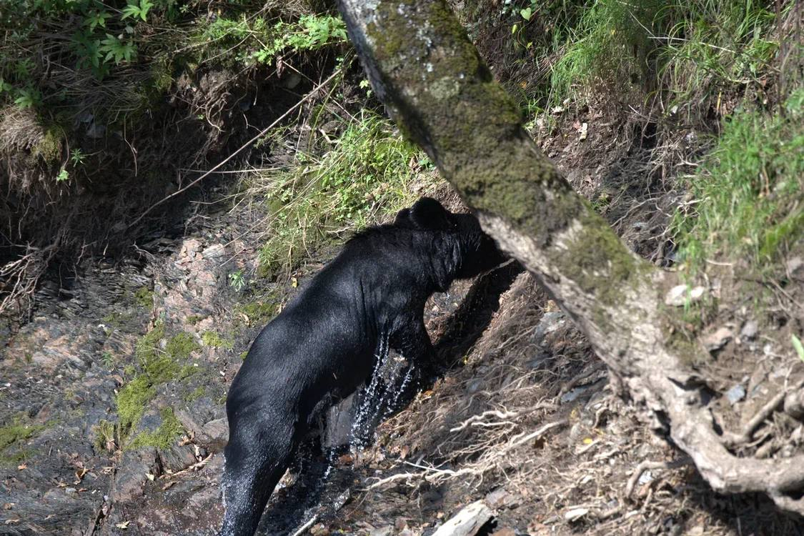 Meeting in the taiga - Himalayan bear, The Bears, wildlife, Wild animals, Udege Legend National Park, Primorsky Krai, Krasnoarmeysky District, Swimming, River, Autumn, The photo, Telegram (link), Longpost