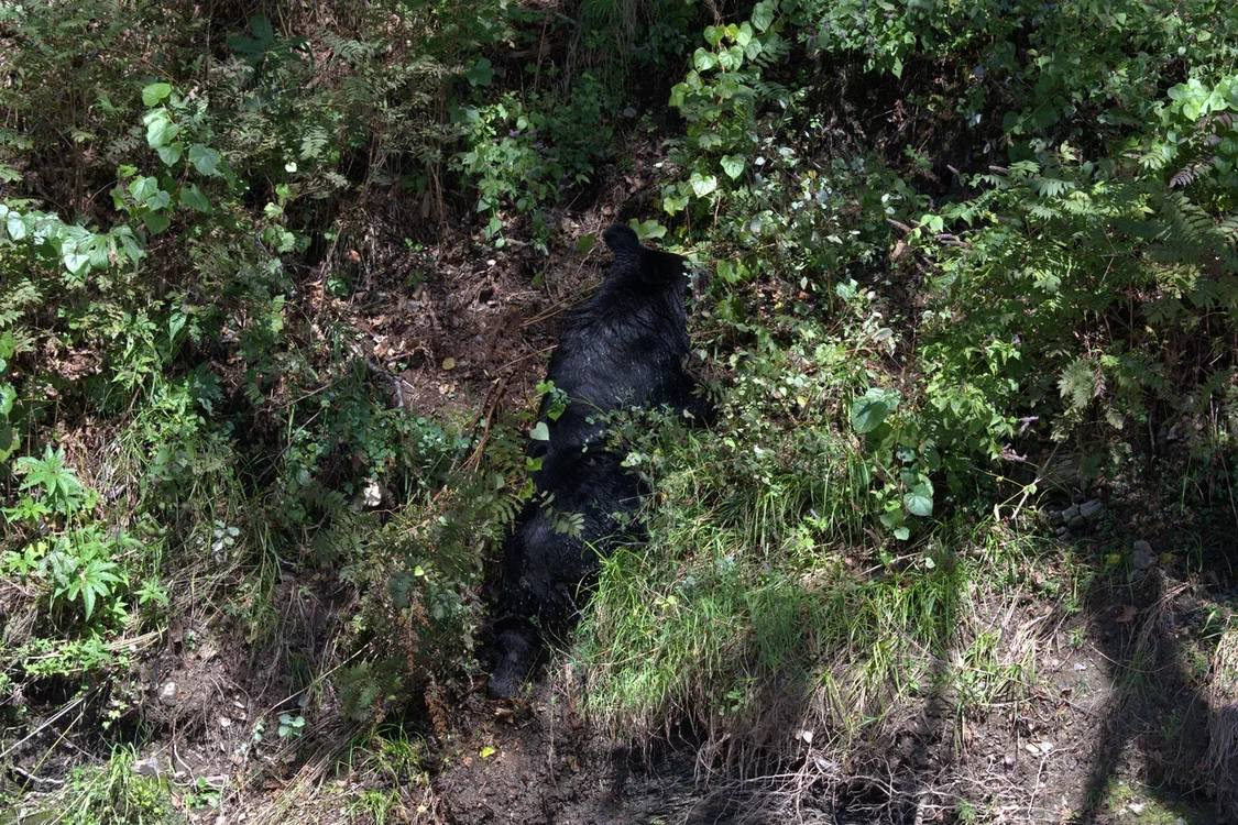 Meeting in the taiga - Himalayan bear, The Bears, wildlife, Wild animals, Udege Legend National Park, Primorsky Krai, Krasnoarmeysky District, Swimming, River, Autumn, The photo, Telegram (link), Longpost