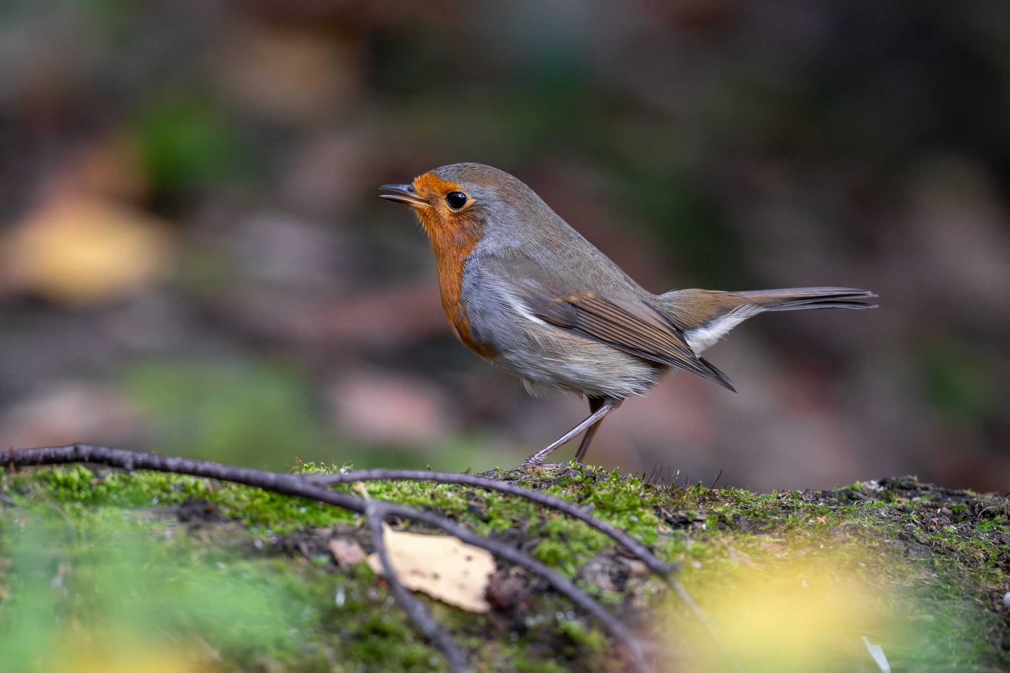 Pictures from photo hunting 92 - My, Ornithology League, Birds, Photo hunting, The photo, Longpost