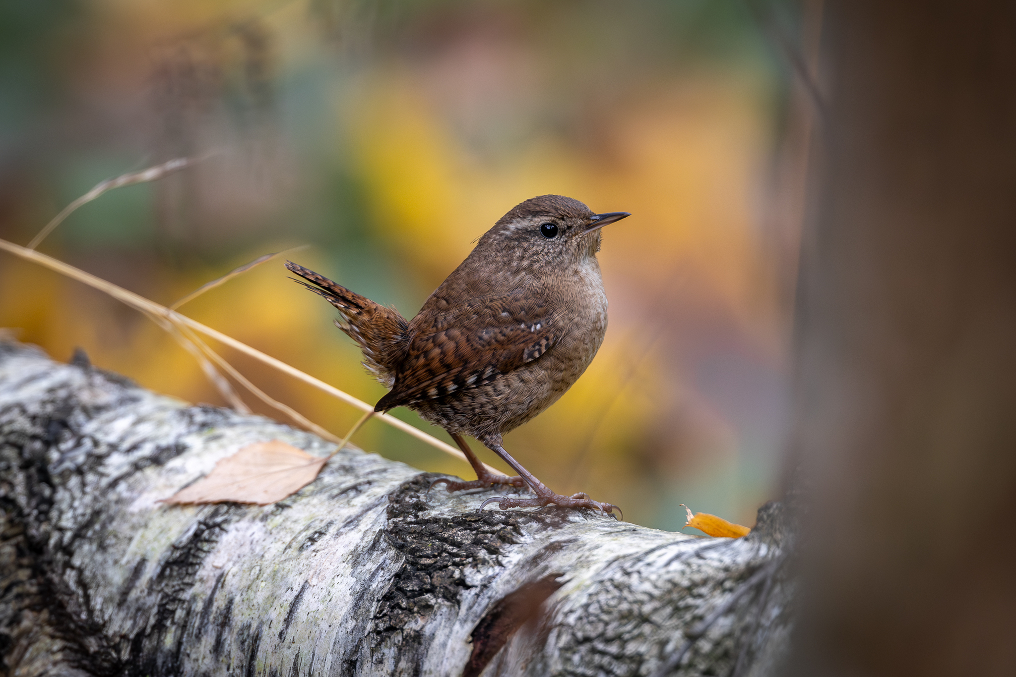 Pictures from photo hunting 92 - My, Ornithology League, Birds, Photo hunting, The photo, Longpost