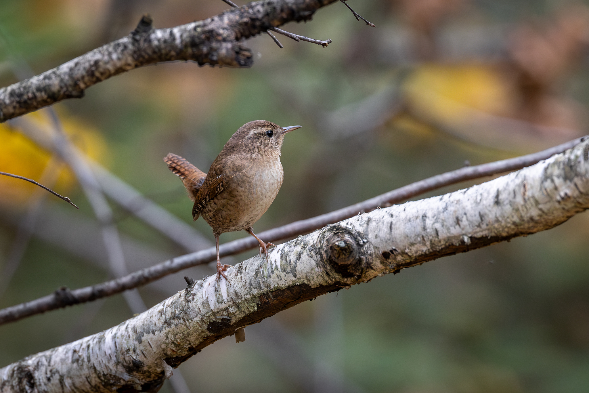 Pictures from photo hunting 92 - My, Ornithology League, Birds, Photo hunting, The photo, Longpost