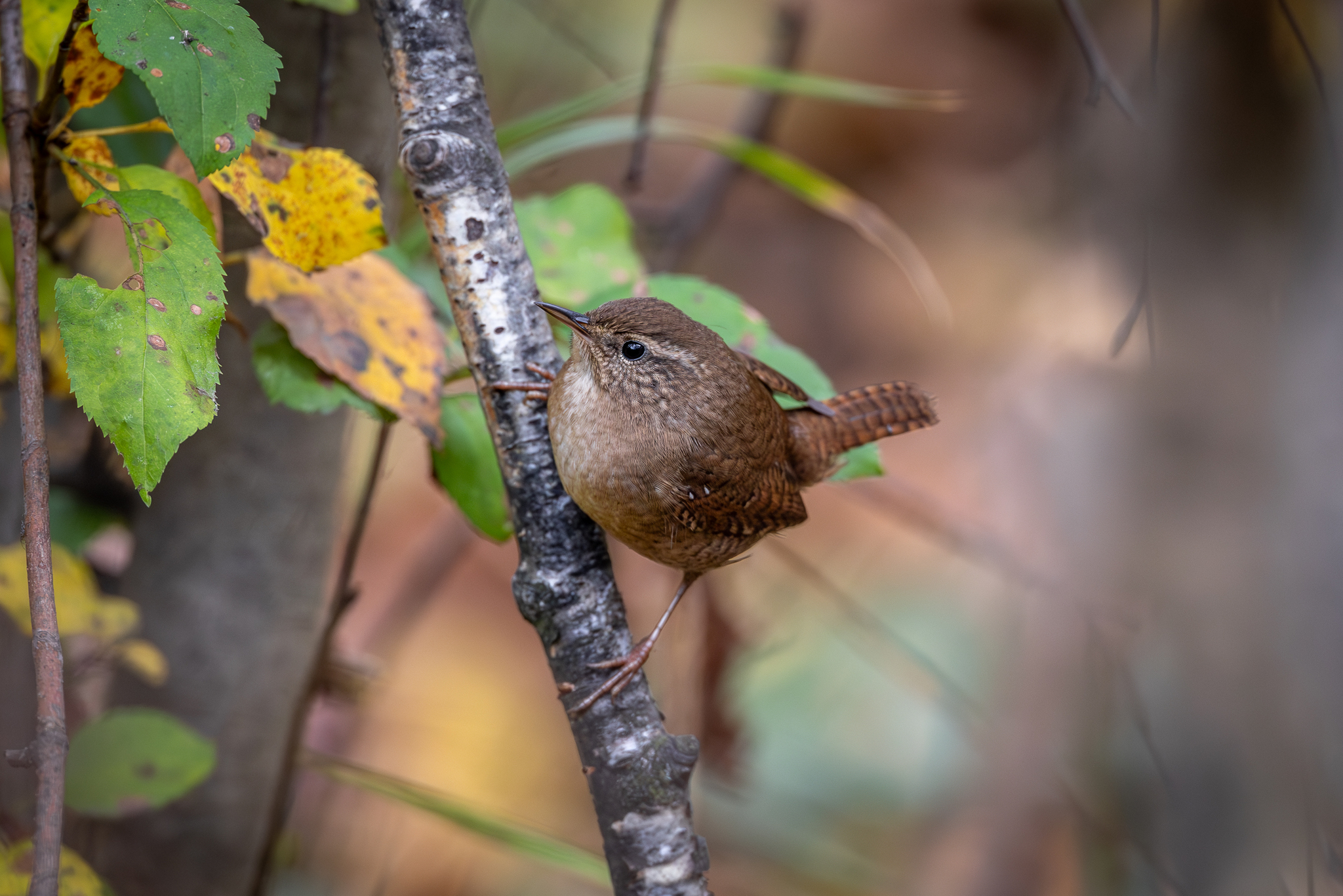 Pictures from photo hunting 92 - My, Ornithology League, Birds, Photo hunting, The photo, Longpost