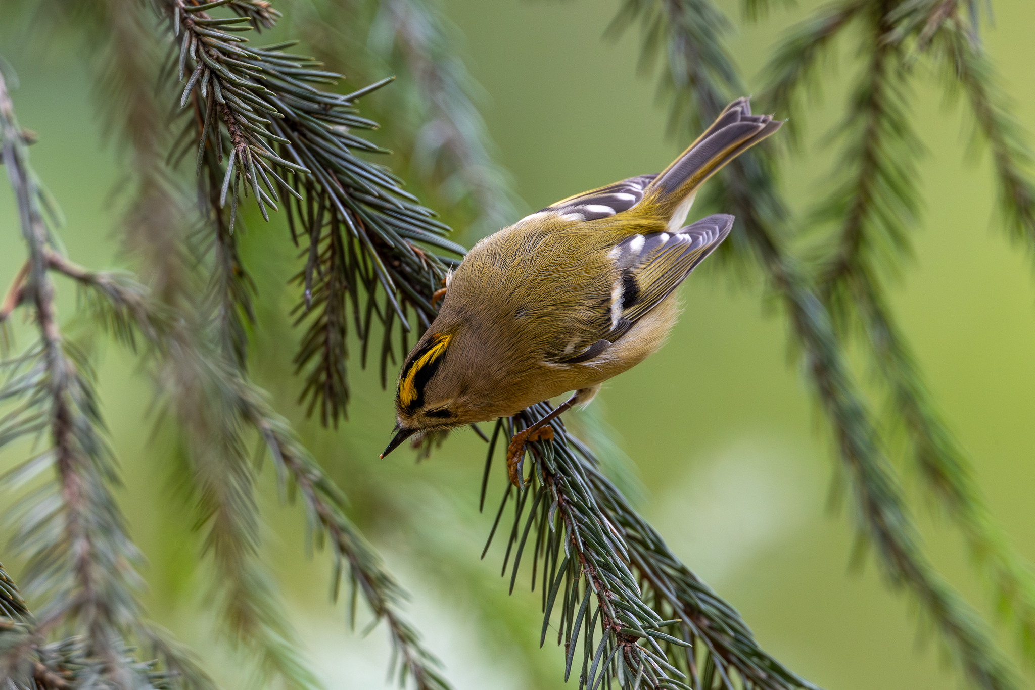 Pictures from photo hunting 92 - My, Ornithology League, Birds, Photo hunting, The photo, Longpost