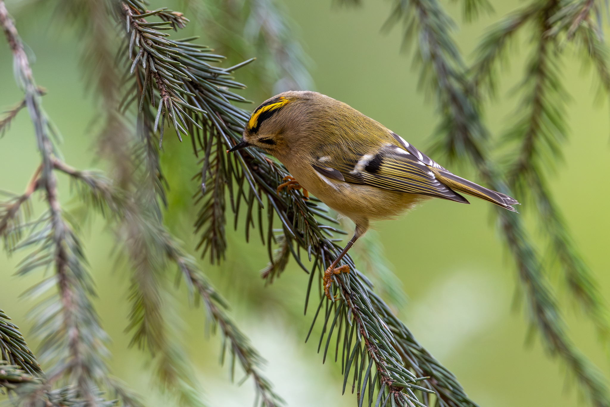 Pictures from photo hunting 92 - My, Ornithology League, Birds, Photo hunting, The photo, Longpost