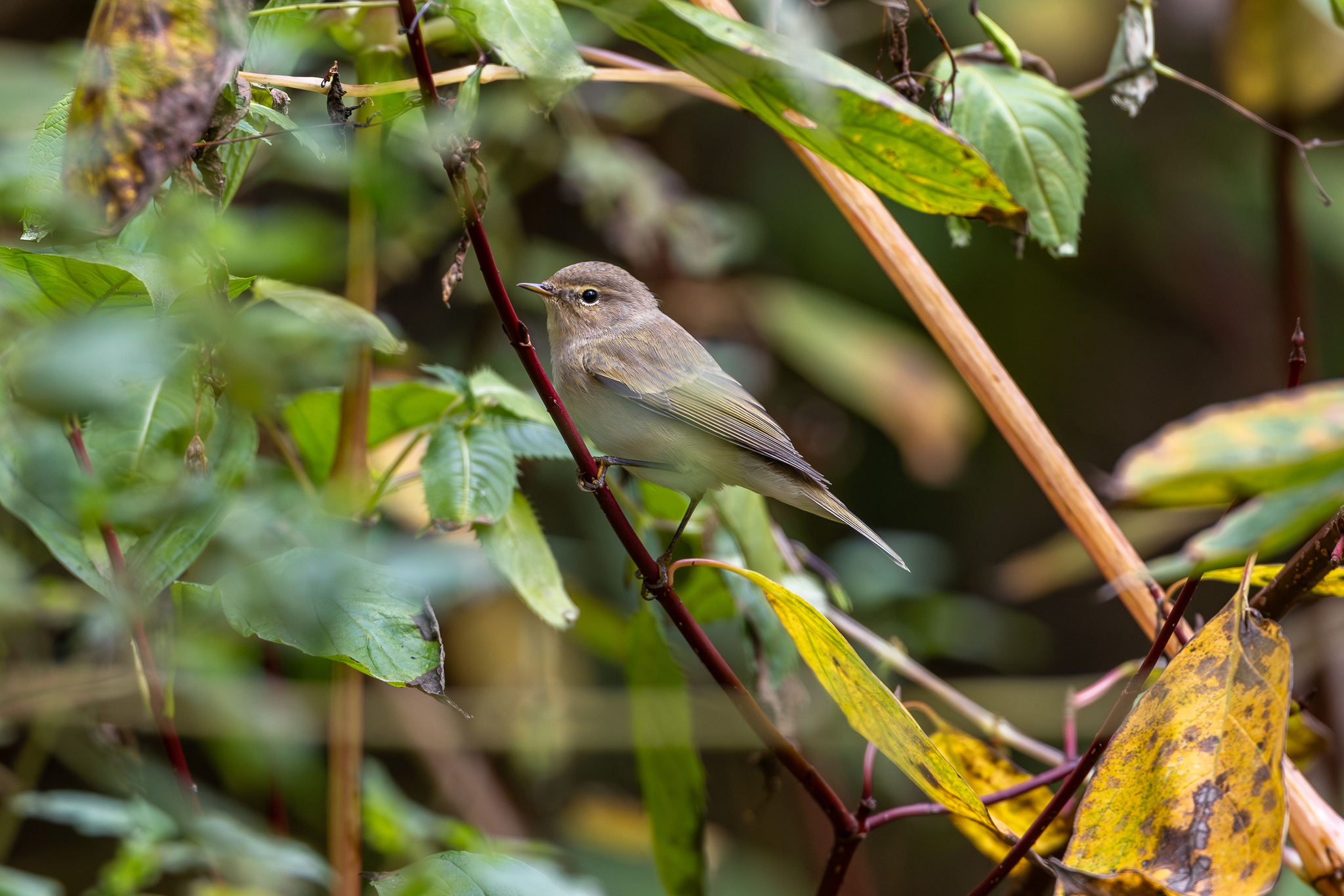 Pictures from photo hunting 92 - My, Ornithology League, Birds, Photo hunting, The photo, Longpost