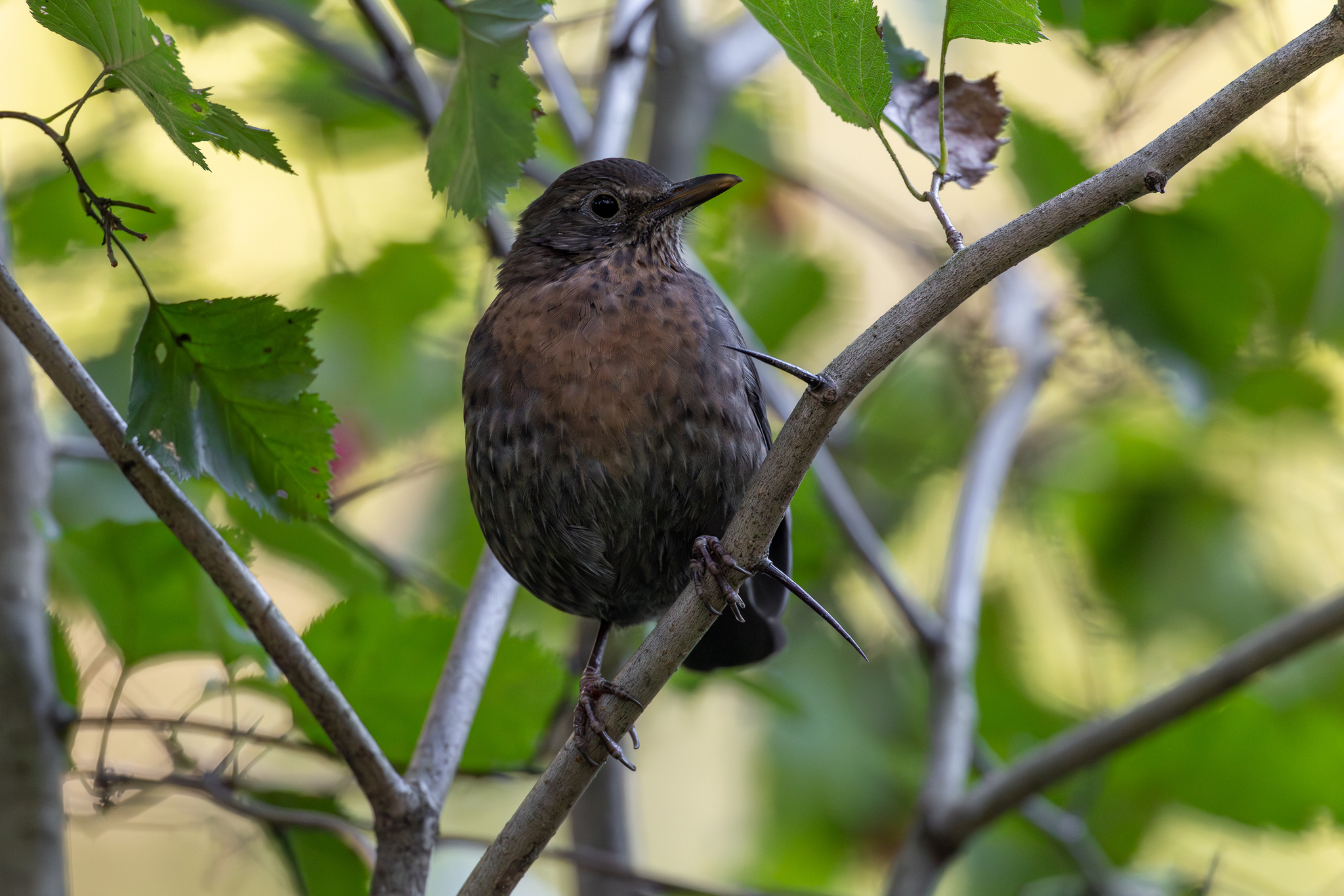 Pictures from photo hunting 92 - My, Ornithology League, Birds, Photo hunting, The photo, Longpost