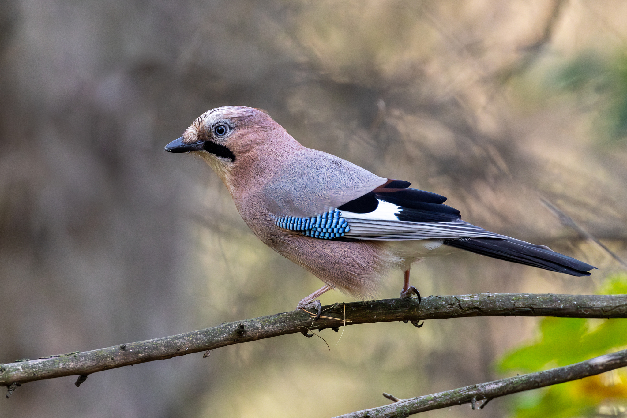 Pictures from photo hunting 92 - My, Ornithology League, Birds, Photo hunting, The photo, Longpost