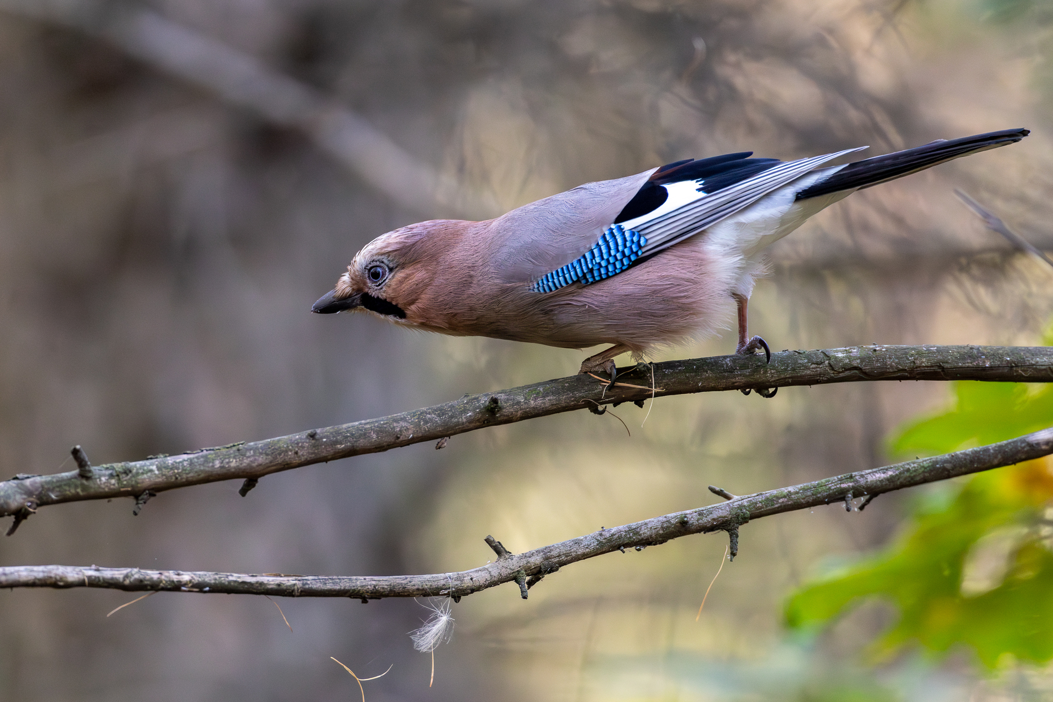 Pictures from photo hunting 92 - My, Ornithology League, Birds, Photo hunting, The photo, Longpost