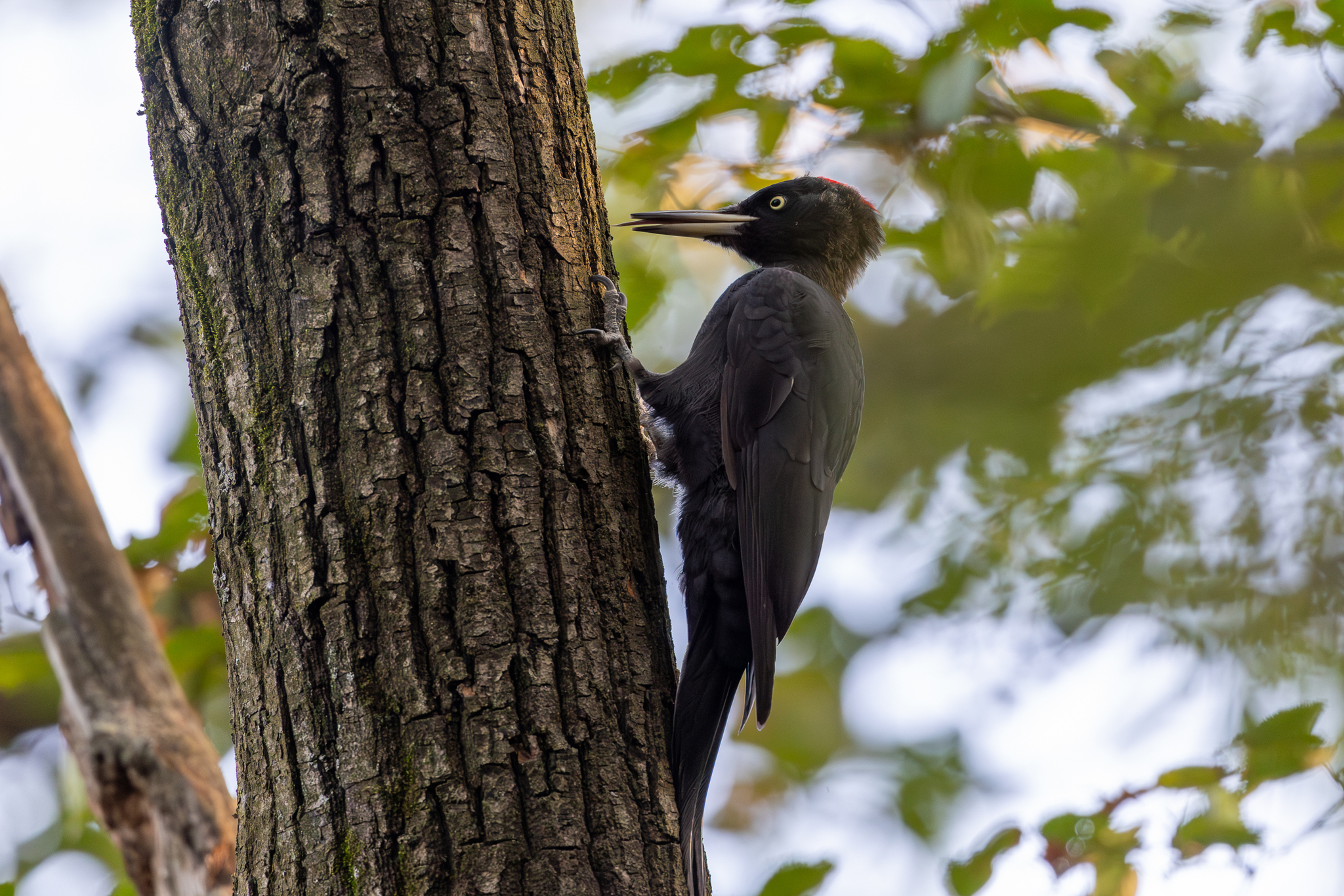 Pictures from photo hunting 92 - My, Ornithology League, Birds, Photo hunting, The photo, Longpost